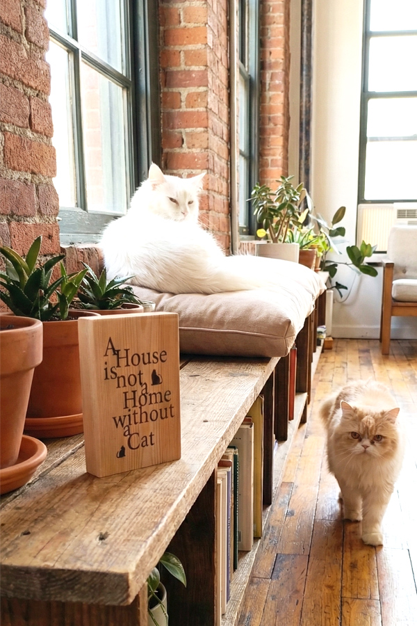 Whithout a Cat